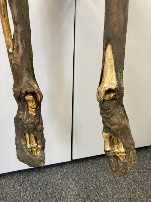 Other Deluxe Corpsed Rotten Skeleton Mummified - Image 4