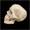 Other Life Size Skull With Moveable Jaw