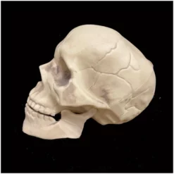 Other Life Size Skull With Moveable Jaw