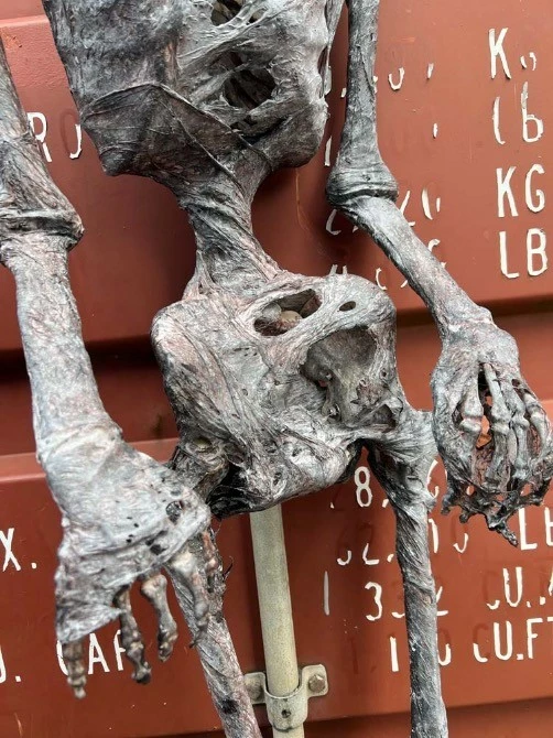 Other Corpsed Life Size Skeleton - Image 9