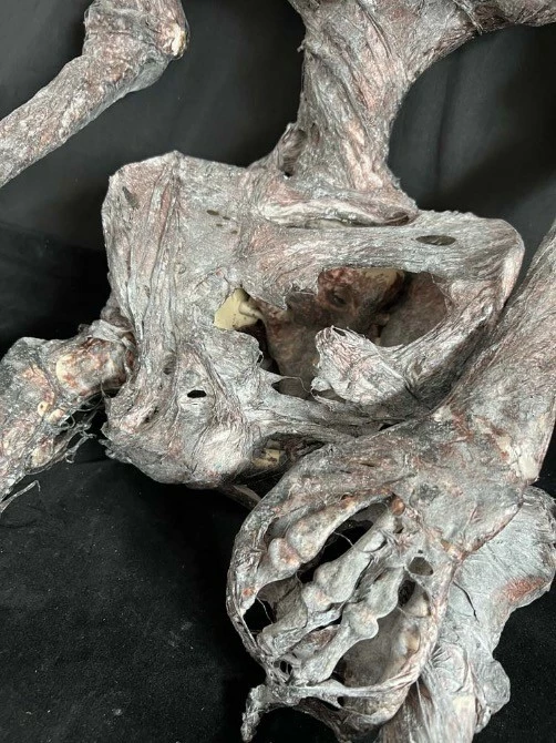 Other Corpsed Life Size Skeleton - Image 3