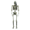 Other Life Size Skeleton With Moving Digiteyes