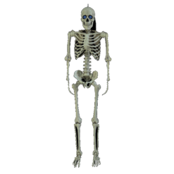 Other Life Size Skeleton With Moving Digiteyes