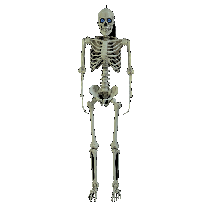 Other Life Size Skeleton With Moving Digiteyes