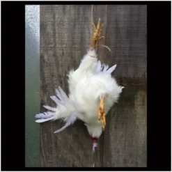 Other Headless Chicken Prop