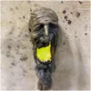 Pumpkin Pulp Shrunken Head Swamp Stick
