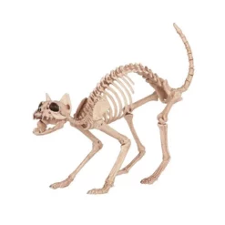 Other Skeleton Cat
