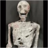Other Corpsed Life Size Skeleton