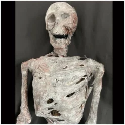 Other Corpsed Life Size Skeleton